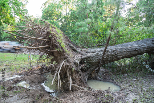 A large live oak tree uprooted by Harvey Hurricane Storm fell on bike/walk trail/pathway in suburban Kingwood, Northeast Houston, Texas, US. Fallen tree after this serious storm came through.