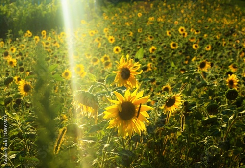 Fototapeta Naklejka Na Ścianę i Meble -  Sonnenblumenfeld im Sonnenschein