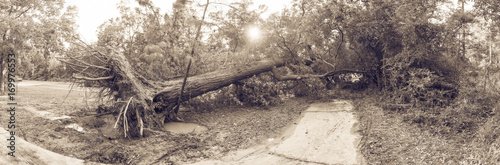 Panorama view a large live oak tree uprooted by Harvey Hurricane Storm fell on bike/walk trail/pathway in suburban Kingwood, Northeast Houston, Texas. Fallen tree after this serious storm came through