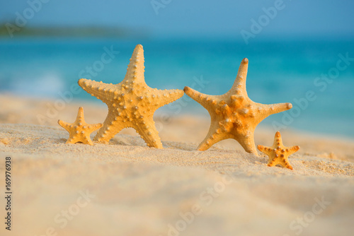A family of sea stars rests on the sea © Yarkovoy