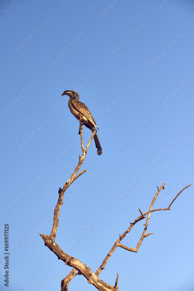 wild bird of prey on leafless branch wild bird of prey on leafless branch