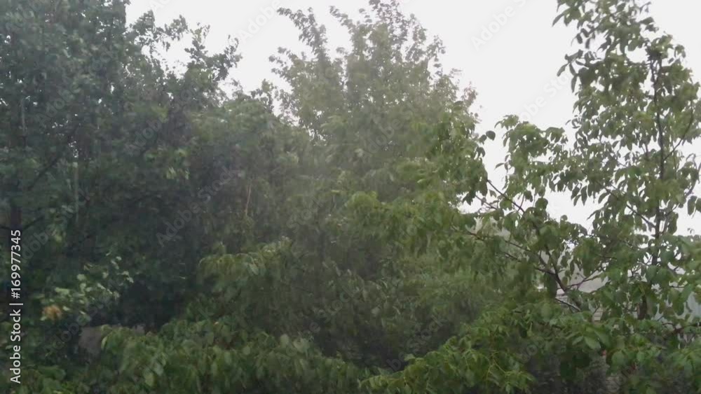 Bad weather. Heavy rain and trees are rocking from a strong wind.