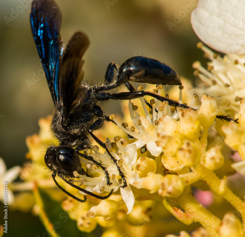 Mud Dauber photo