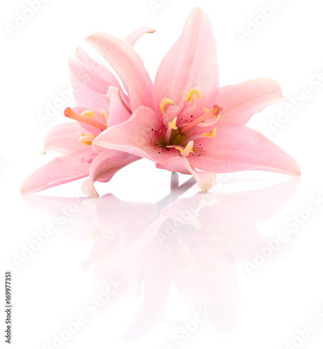 Two pink lilies. © Anatolii