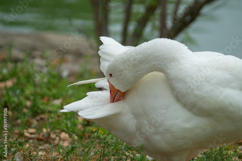 Duck closeup, duck unting and eating a fish photo