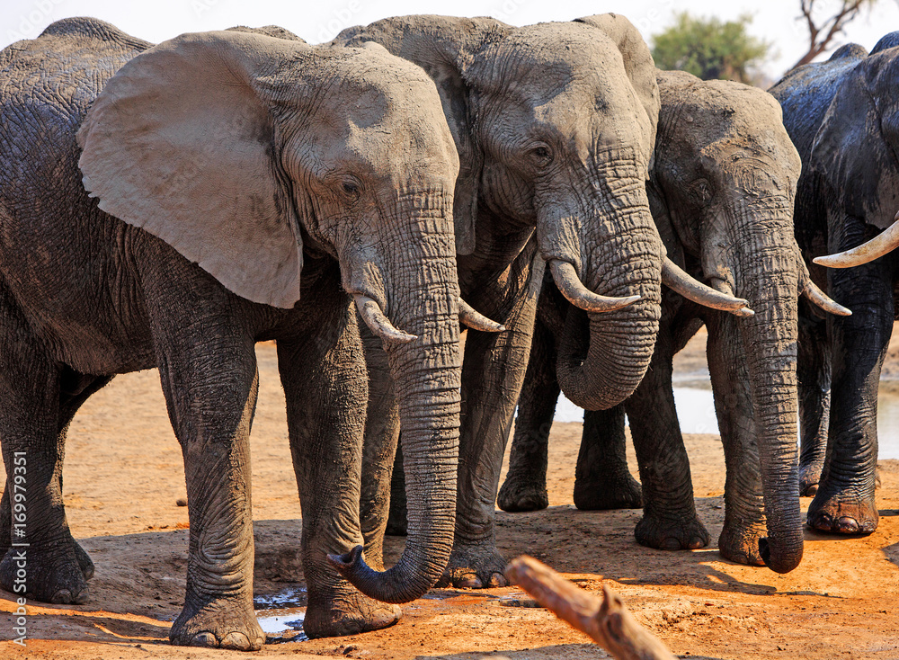A straight line of elephants in Etosha National Park