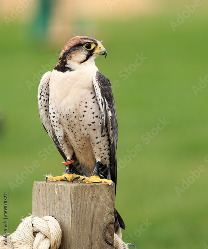 Peregrine Flacon perching on a wooden post