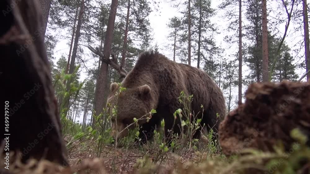 wild european brown bear wild european brown bear