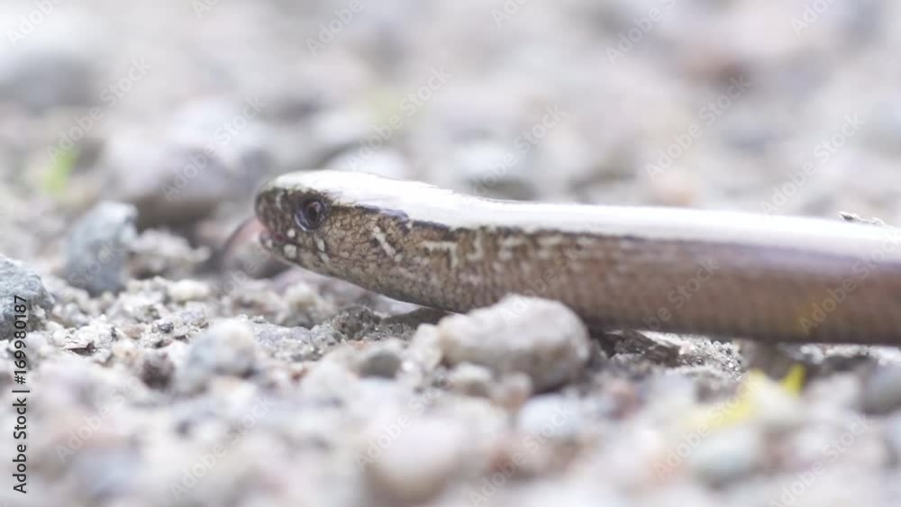 blindworm in sweden
