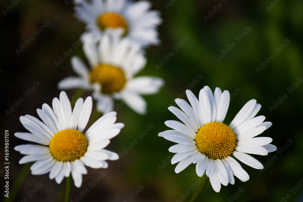 Close-up of four white daisies Close-up of four white daisies