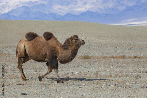 Bactrian Camel  Mongolia