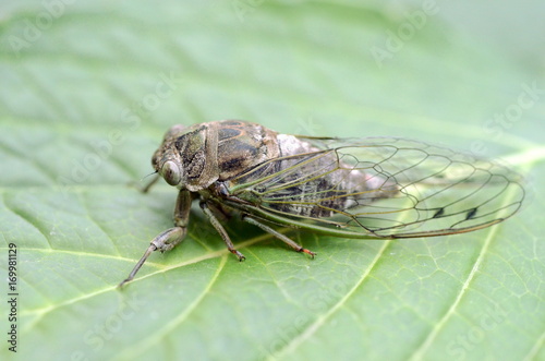 Dog-day cicada (Neotibicen canicularis) on a green leaf side view macro image

