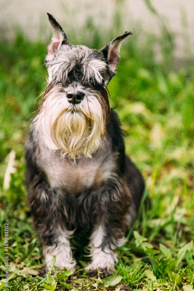 Miniature Schnauzer Dog Or Zwergschnauzer Sitting In Green Grass