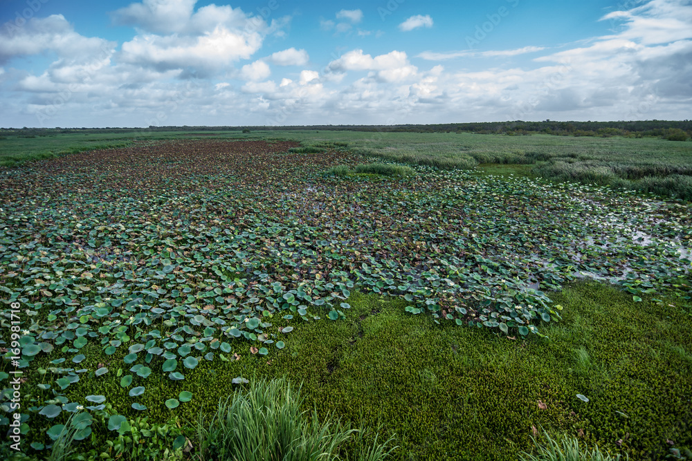Field of Lily Pads
