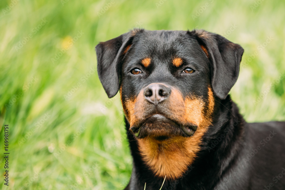 Young Black Rottweiler Metzgerhund Puppy Dog Play In Green Grass