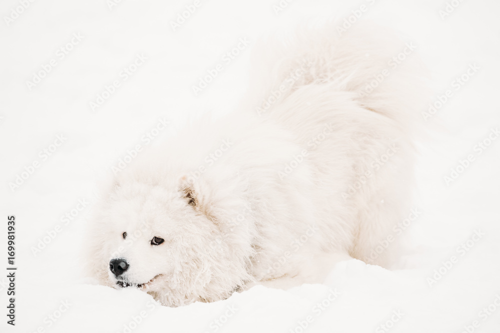 Funny Young White Samoyed Dog Or Bjelkier, Smiley, Sammy Playing