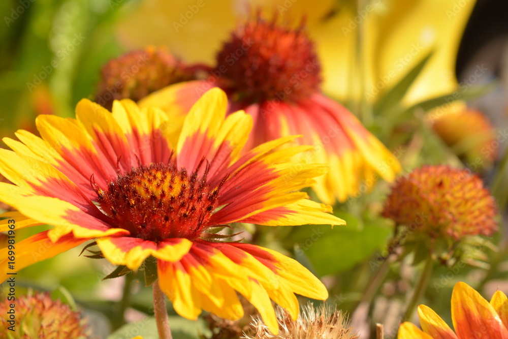 Sommer Blumen Sommer Blumen