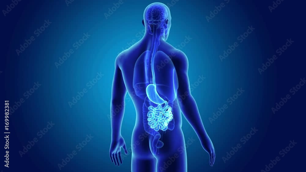 Stomach and Small Intestine with Organs Stomach and Small Intestine with Organs