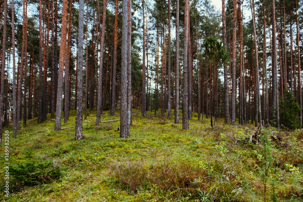 Fototapeta premium Old forest with moss covered trees and rays of sun in summer autumn