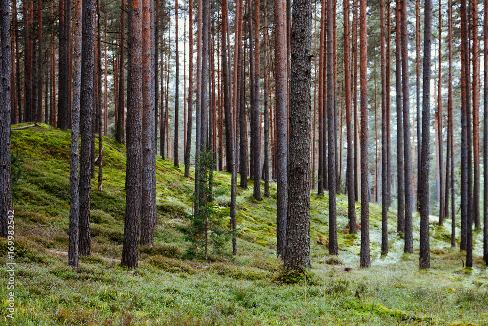 Fototapeta premium Old forest with moss covered trees and rays of sun in summer autumn