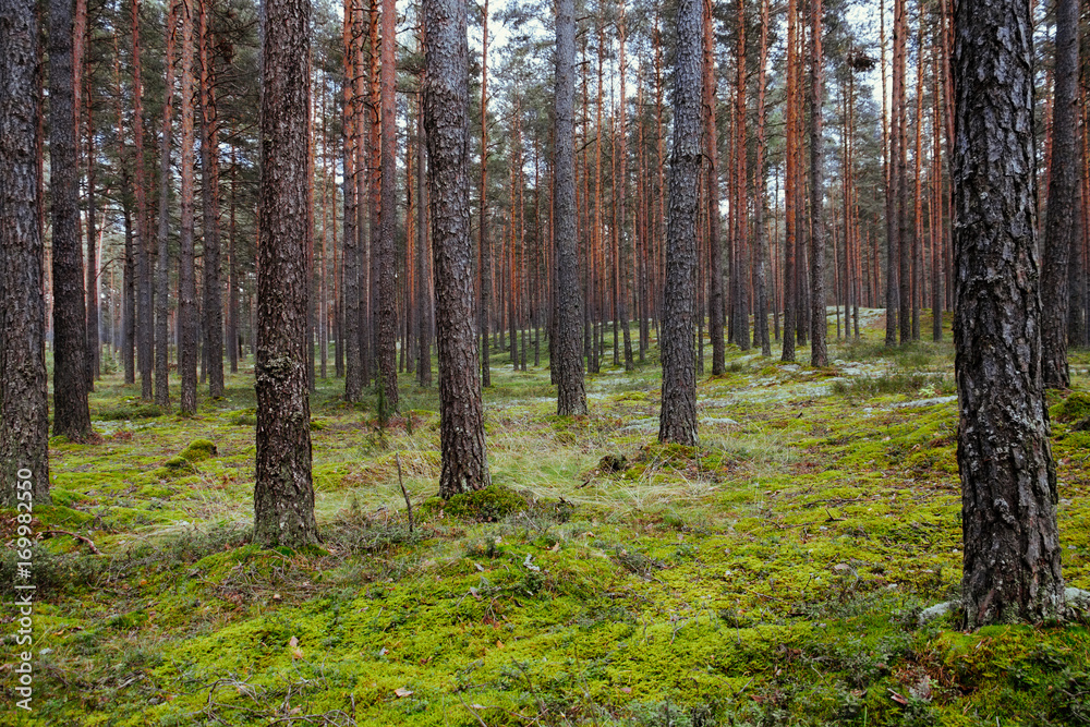 Obraz premium Old forest with moss covered trees and rays of sun in summer autumn
