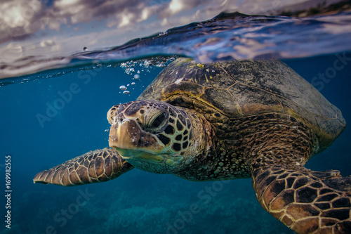 Sea turtle near water surface. Closeup portrait of aquatic animal photo
