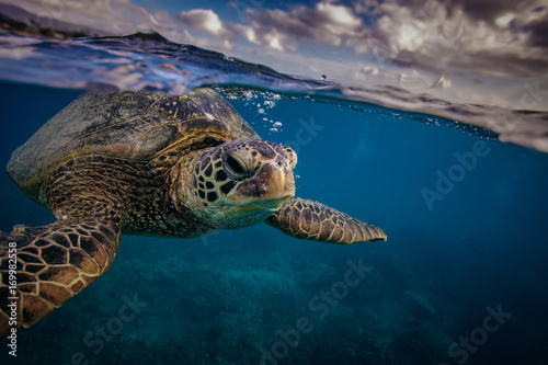 Sea turtle near water surface. Closeup portrait of aquatic animal