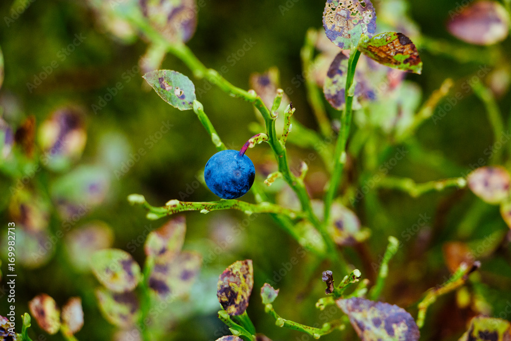 green shrubs with blueberry fruits in wild forest green shrubs with blueberry fruits in wild forest