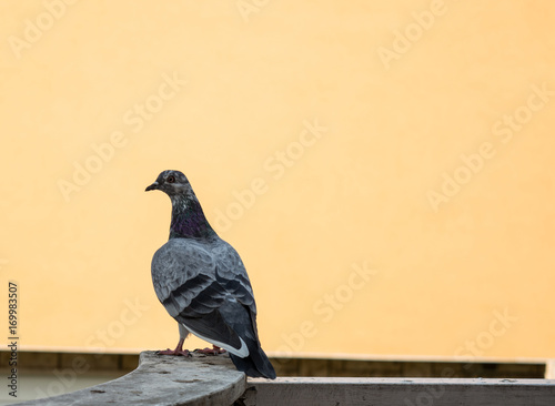 Pigeon on a fence