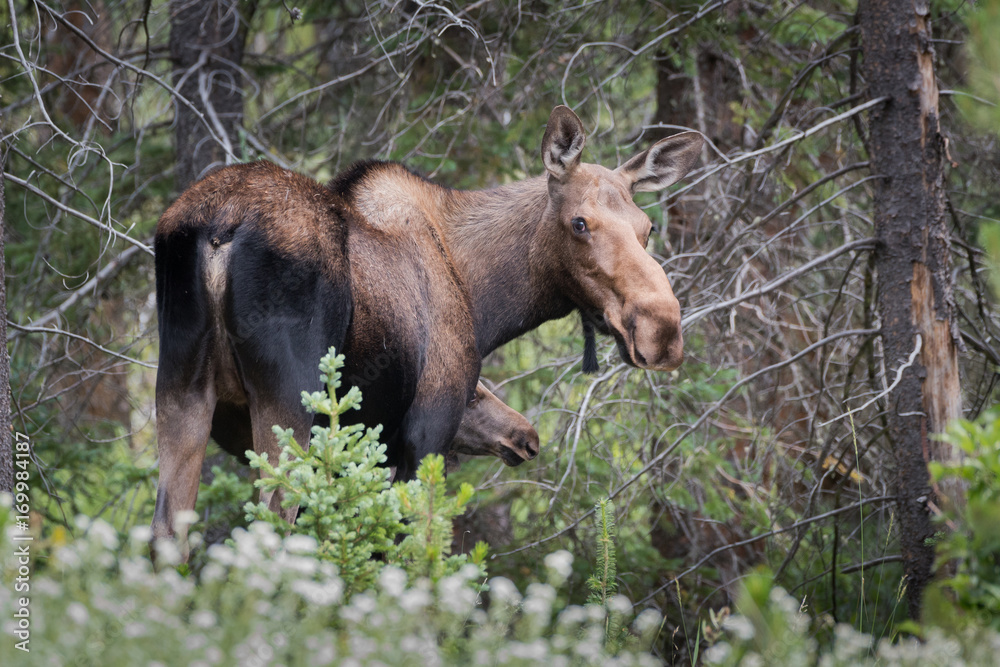 Shiras Moose of The Colorado Rocky Mountains Shiras Moose of The Colorado Rocky Mountains