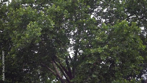 Big green tree at windy weather