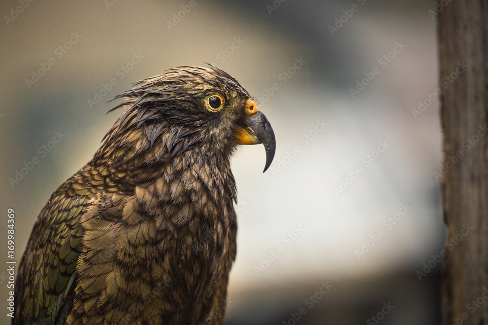 Kea Bird (Parrot) in New Zealand Kea Bird (Parrot) in New Zealand