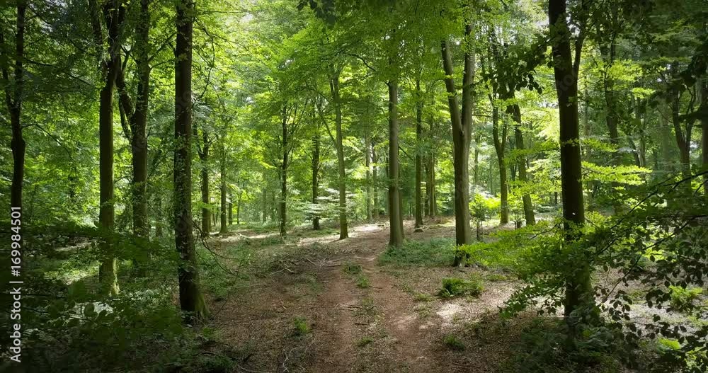 Slowly panning through a forest at dawn in the summer following a leaf covered trail Slowly panning through a forest at dawn in the summer following a leaf covered trail