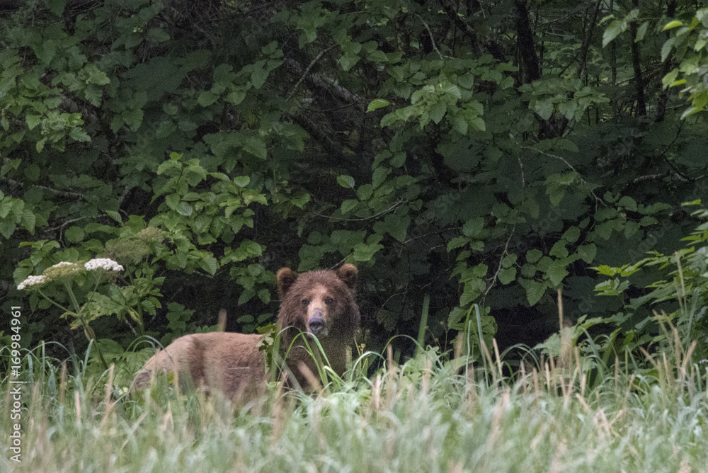 Brown Bear Near Beach, Dundas Bay, Alaska Brown Bear Near Beach, Dundas Bay, Alaska