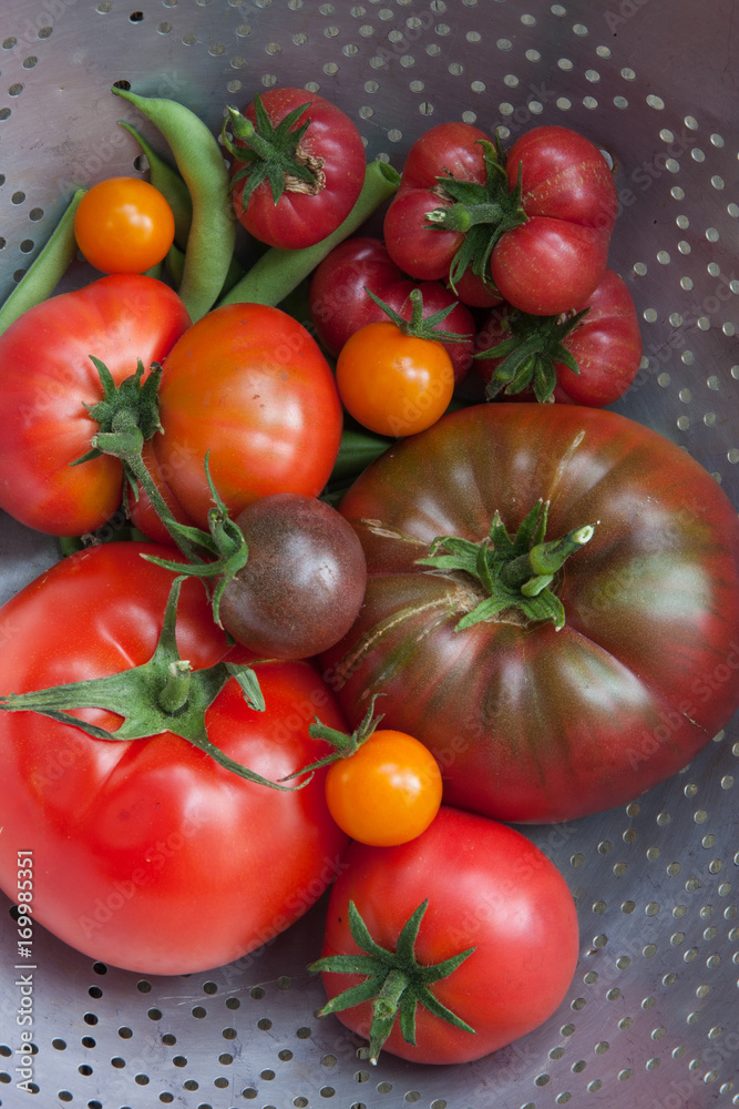 Heirloom tomatoes harvested in a colander, vertical Heirloom tomatoes harvested in a colander, vertical