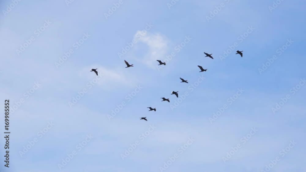 Follow leaders: Flock of geese flying in an imperfect V formation. Birds Geese flying in formation, Blue sky background. Migrating Greater birds flying in Formation Follow leaders: Flock of geese flying in an imperfect V formation. Birds Geese flying in formation, Blue sky background. Migrating Greater birds flying in Formation