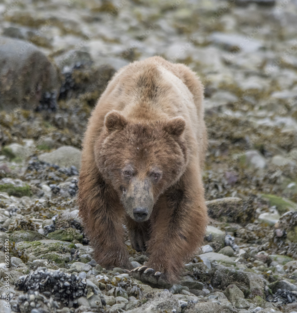 Obraz premium Bear Walking Toward Camera, Glacier Bay