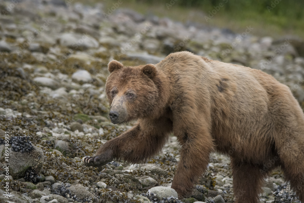 Brown Bear on Beach, Muir Inlet, Glacier Bay Brown Bear on Beach, Muir Inlet, Glacier Bay