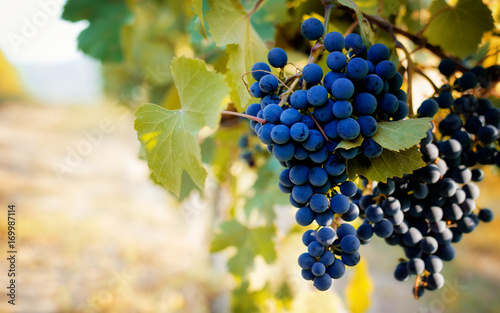 Italian vineyards of Langhe near Alba (Piedmont), with grapes ready for harvest photo