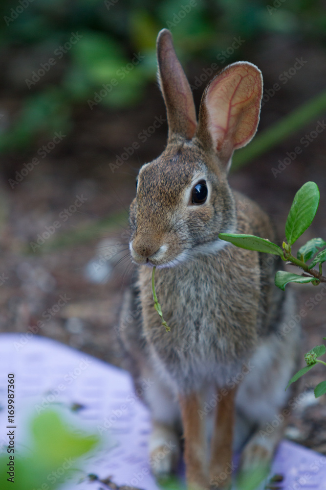 Fototapeta premium Rabbit 