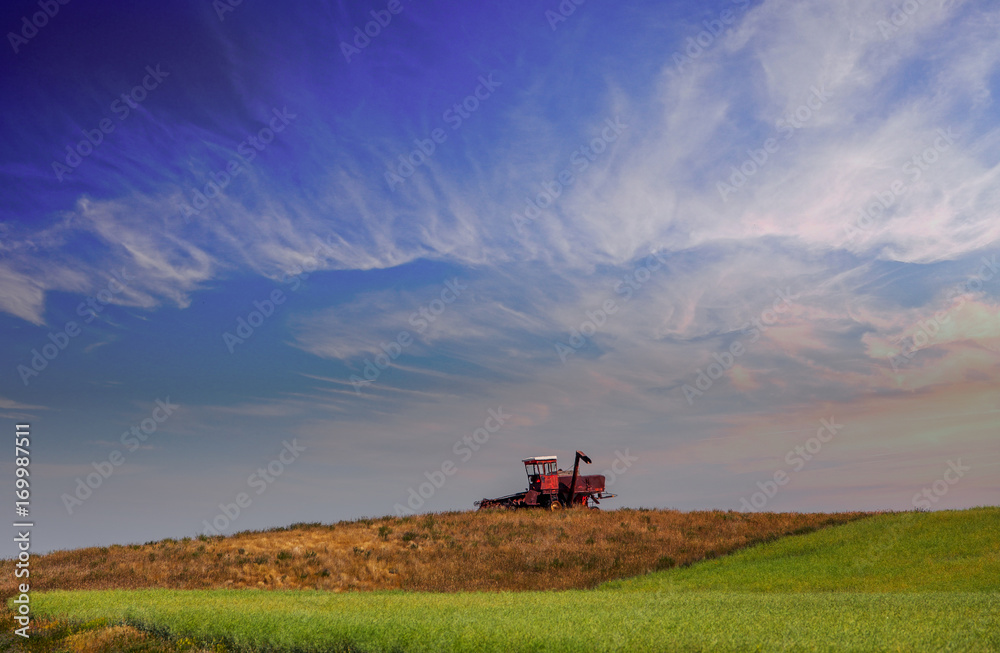Fototapeta premium A vintage agriculture crop swather displayed on a hilltop beside a ripening canola field in a rural summer afternoon landscape