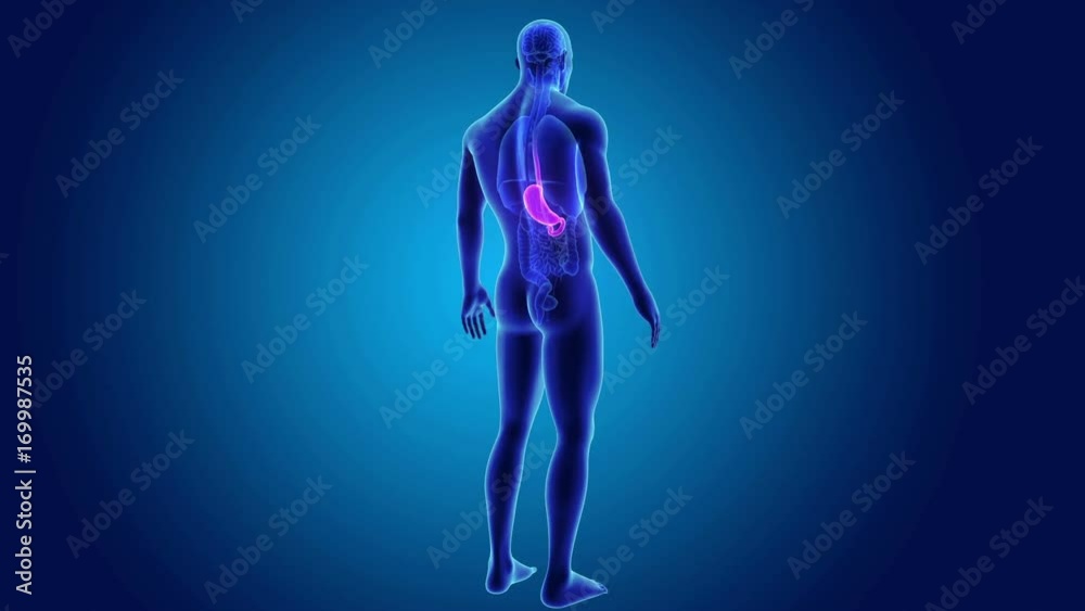 Stomach with organs Stomach with organs