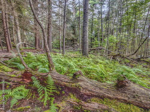 Forest in Northeast New York