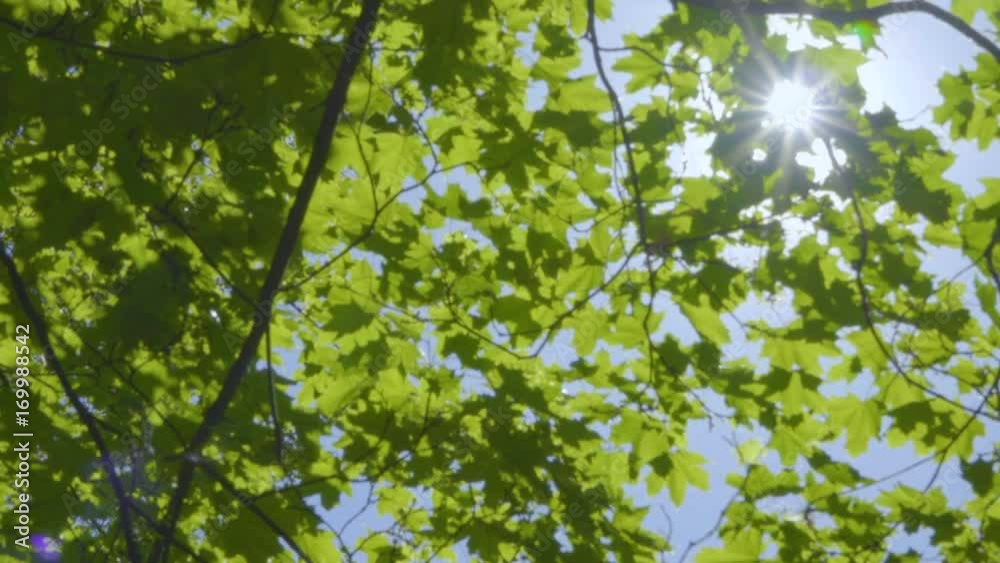 Sunlight makes its way through the leaves of the trees. Solar glare in a dense forest. Tree with green Leaves and sunlight. Bottom view. Sunlight makes its way through the leaves of the trees. Solar glare in a dense forest. Tree with green Leaves and sunlight. Bottom view.