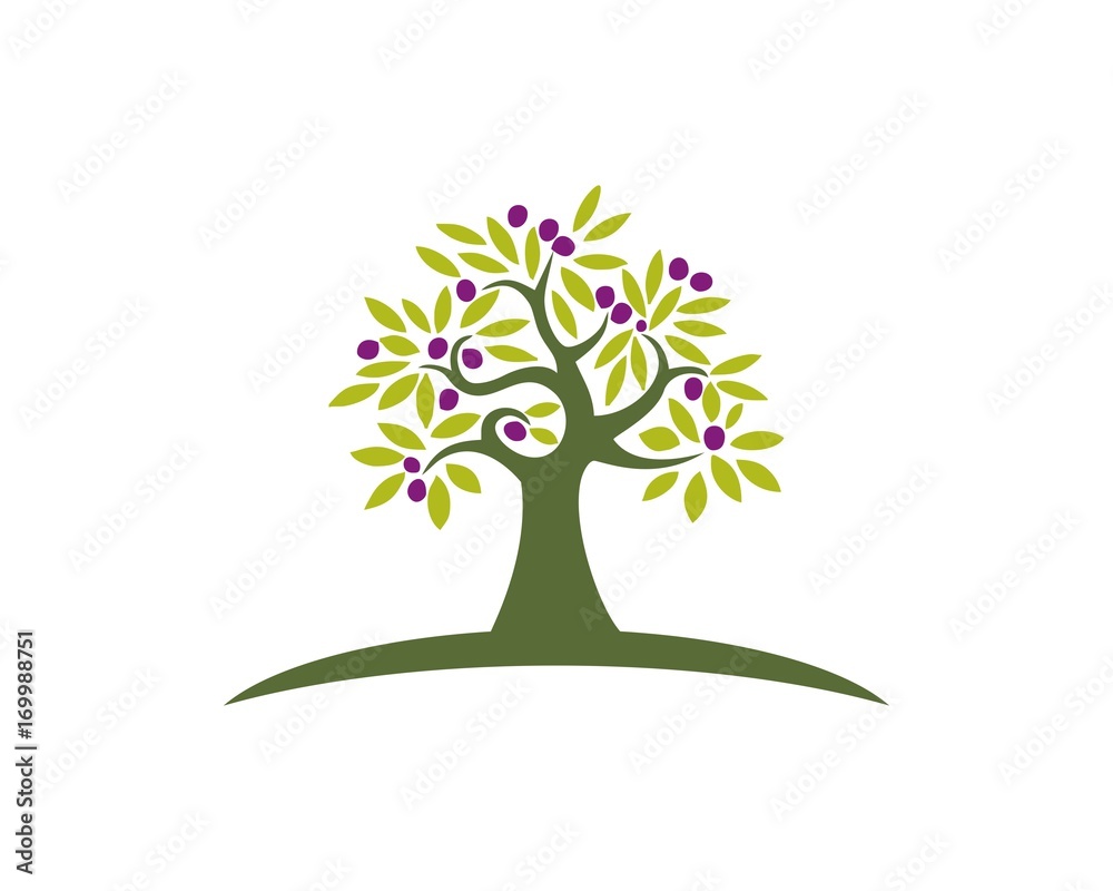 Olive tree