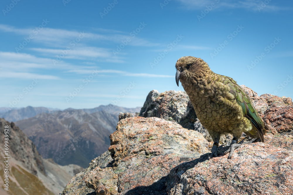 Naklejka premium Kea parrot in natural habitat, Southern Alps, New Zealand