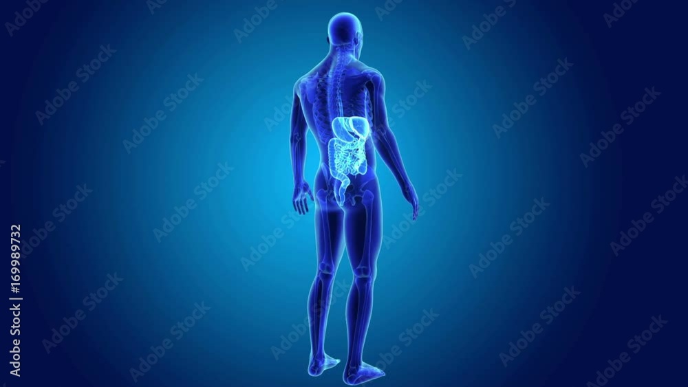 Digestive system with Skeleton Body Digestive system with Skeleton Body