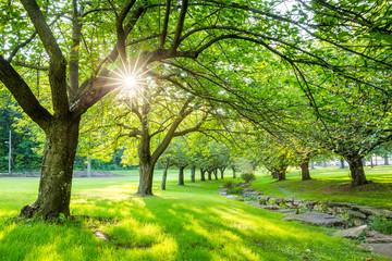 Summer time in Hurd Park, Dover, New Jersey with green cherry trees (search file #146294469 for the full blossom version)