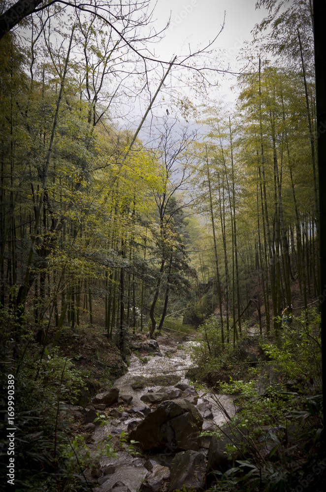 Obraz premium bamboo 3