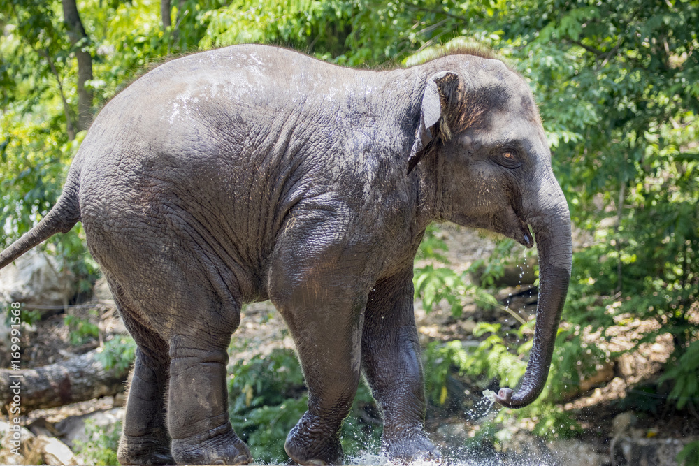 Fototapeta premium Image of a young elephant on nature background in thailand.